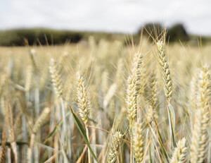乌迪内斯主场大胜切沃,喜获宝贵三分